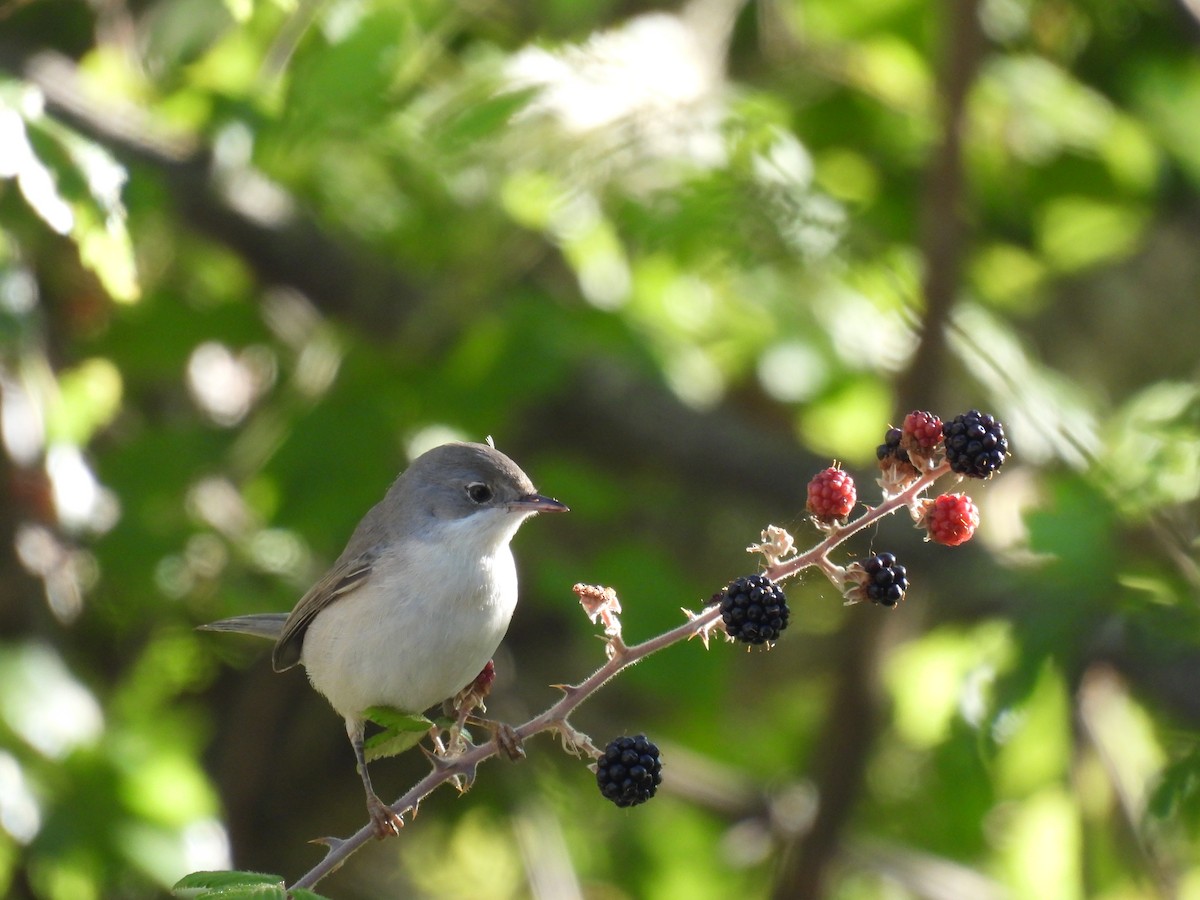 Eastern Subalpine Warbler - ML641825261