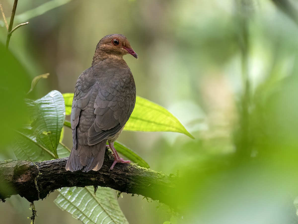 Ruddy Quail-Dove - ML641825282