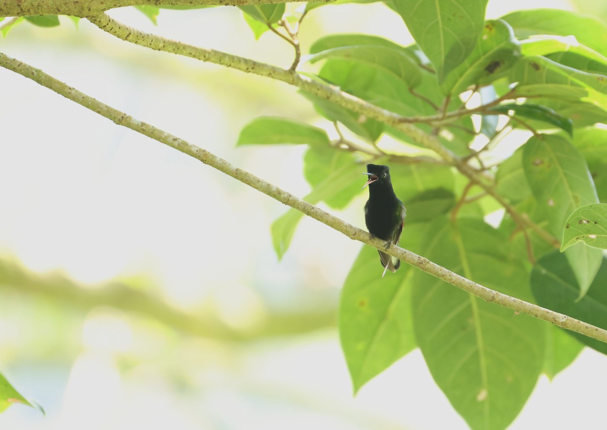 Black-bellied Hummingbird - ML641825309