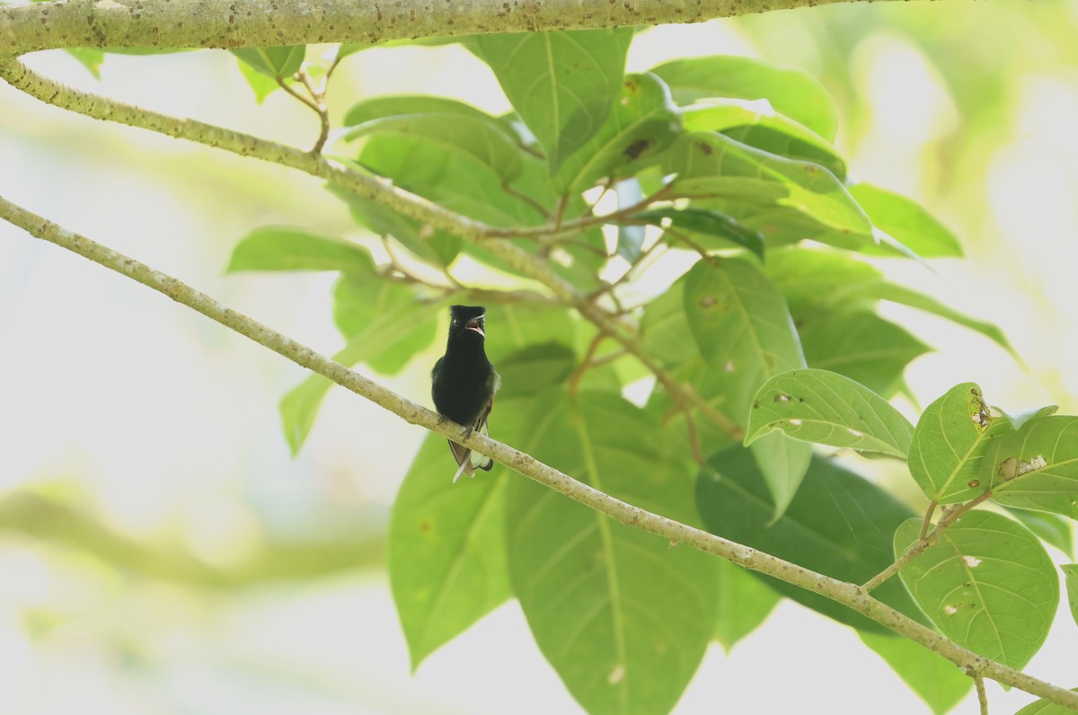 Black-bellied Hummingbird - ML641825310