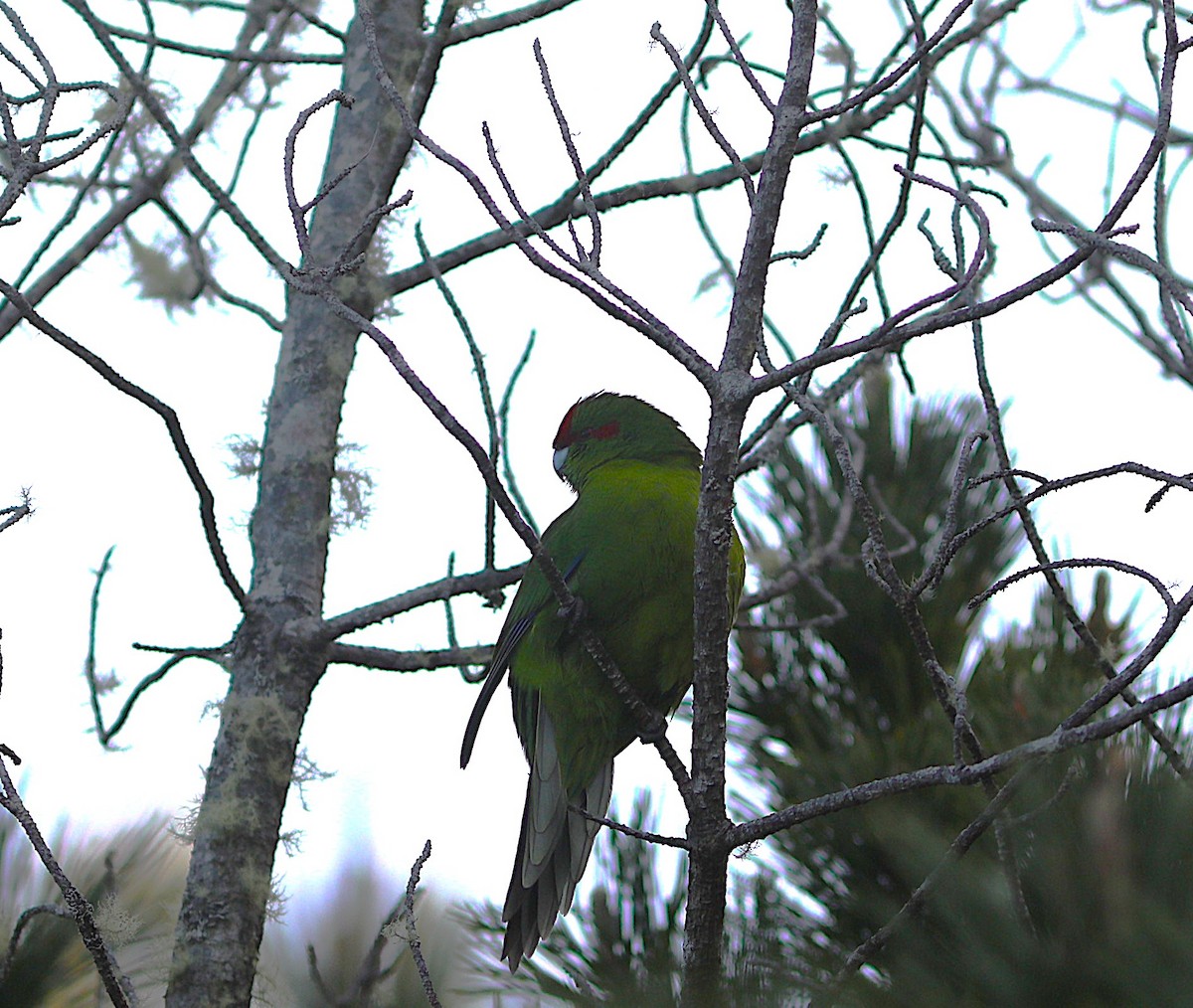 Red-crowned Parakeet - ML641825341