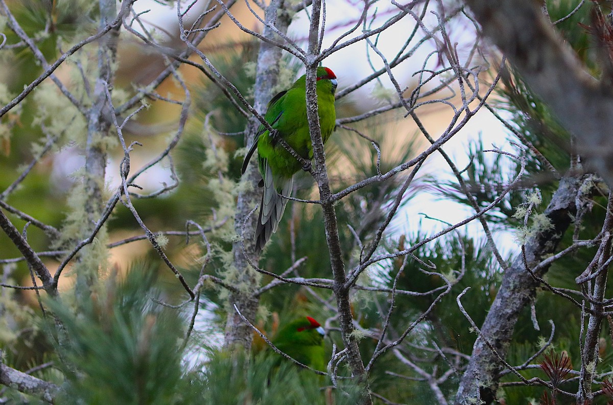 Red-crowned Parakeet - ML641825342