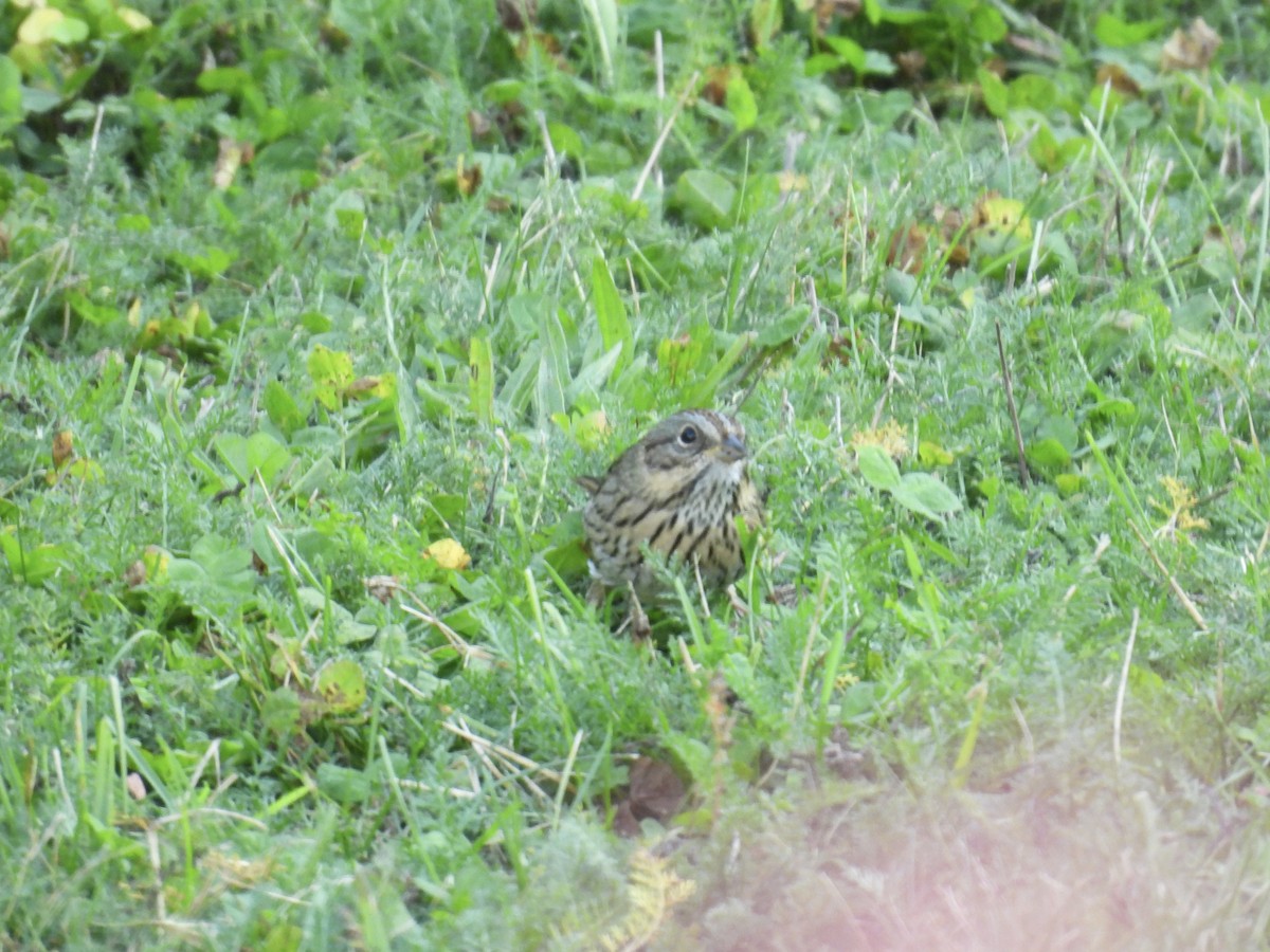 Lincoln's Sparrow - ML641825350