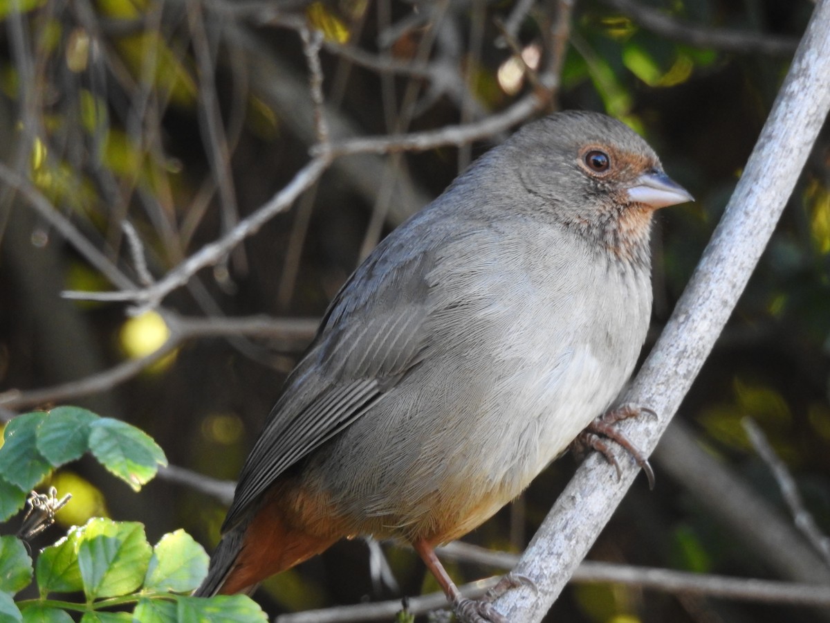 California Towhee - ML641825361