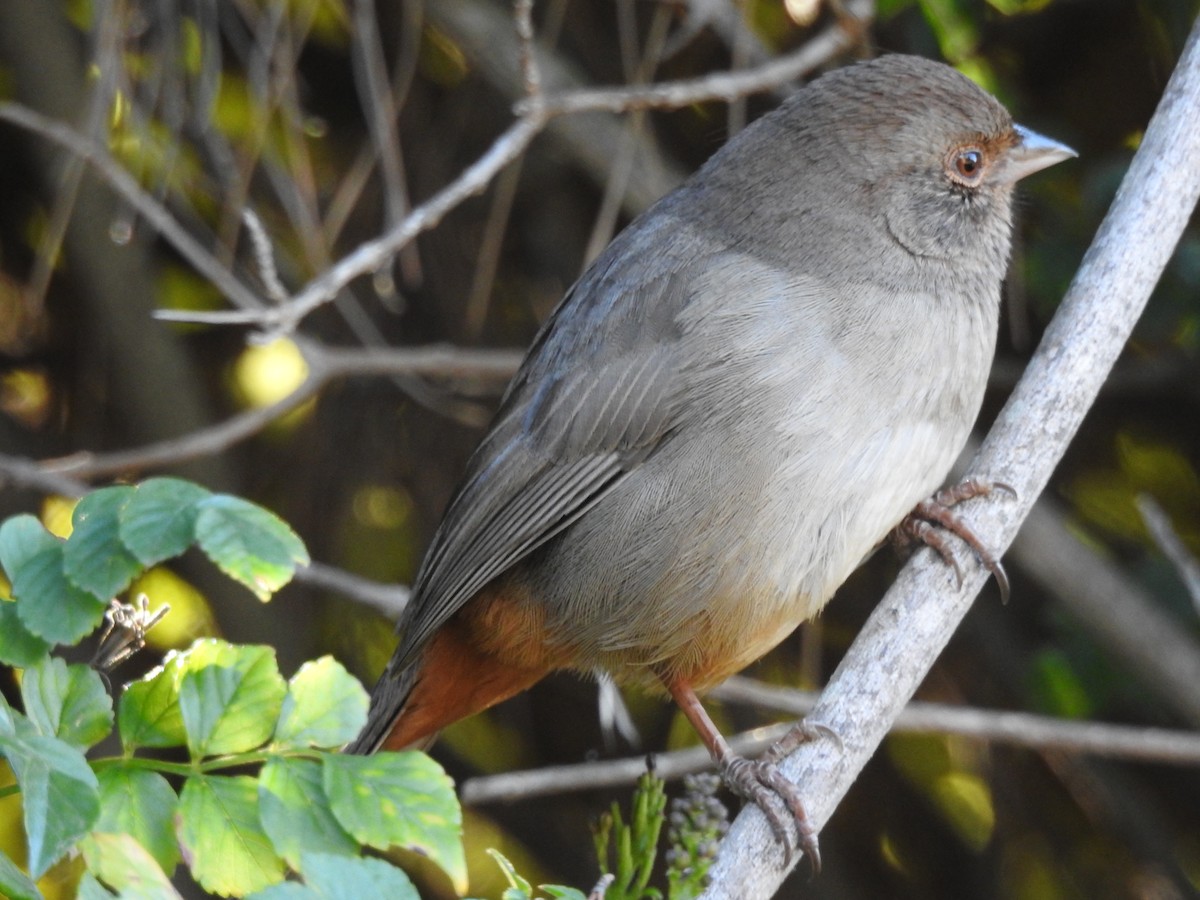 California Towhee - ML641825378