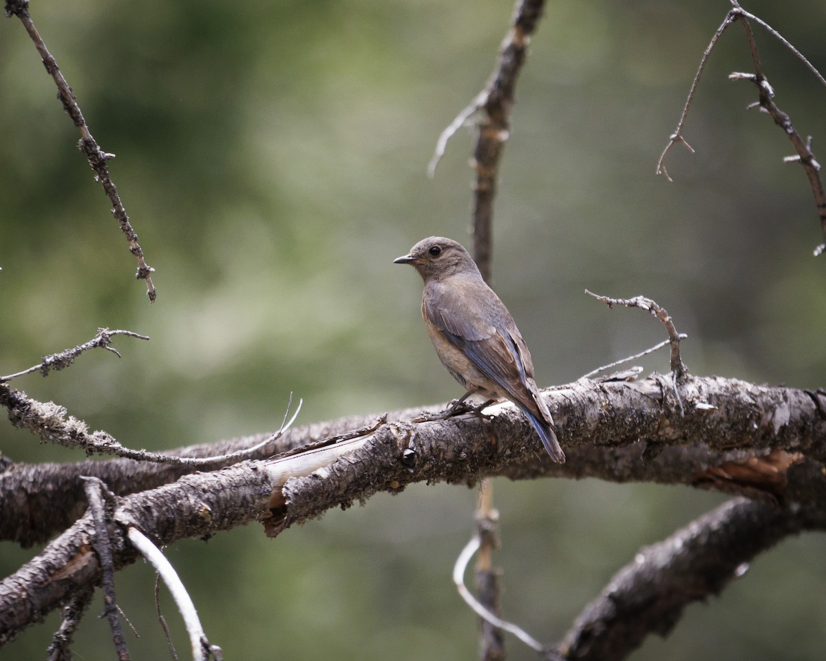 Western Bluebird - ML641825381