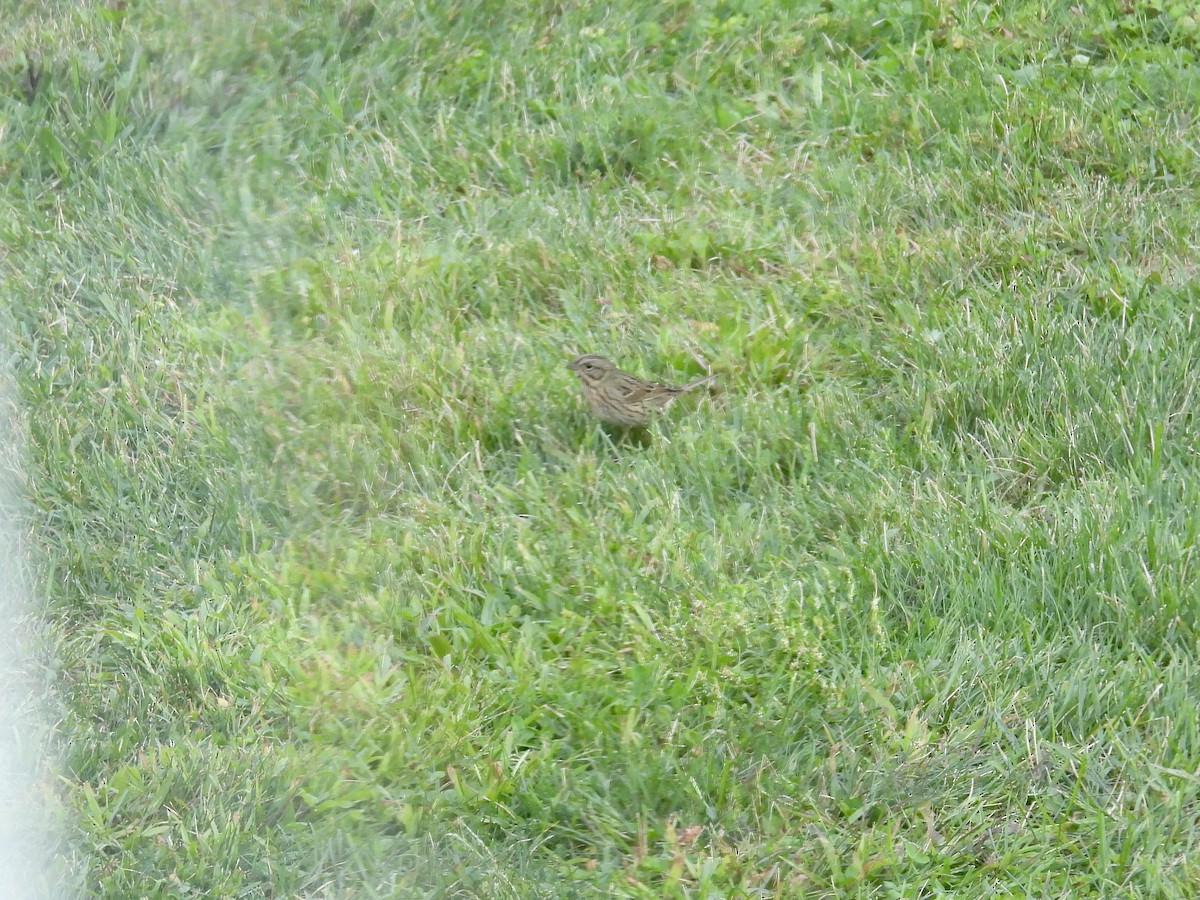 Lincoln's Sparrow - ML641825384