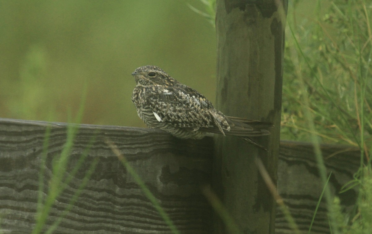 Common Nighthawk - ML641825387