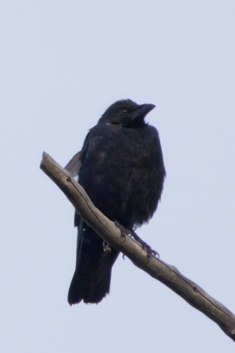 vrána americká - ML641825413
