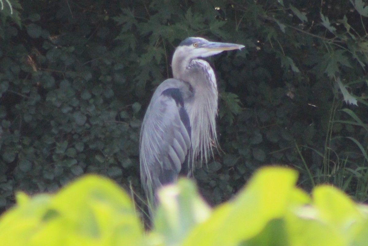 Great Blue Heron - ML641825414