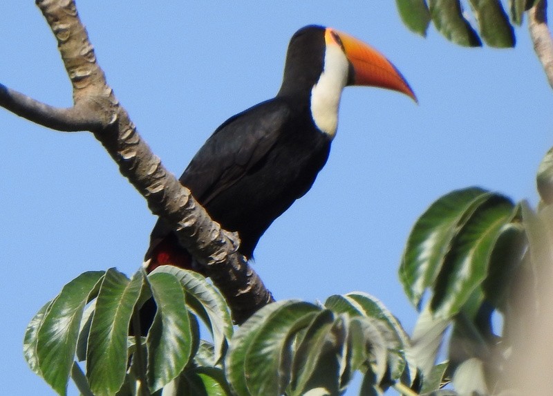 Toco Toucan - ML641825424