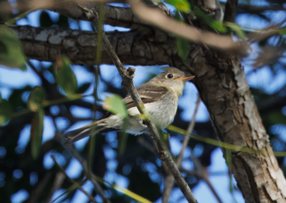 Western Flycatcher - ML641825455