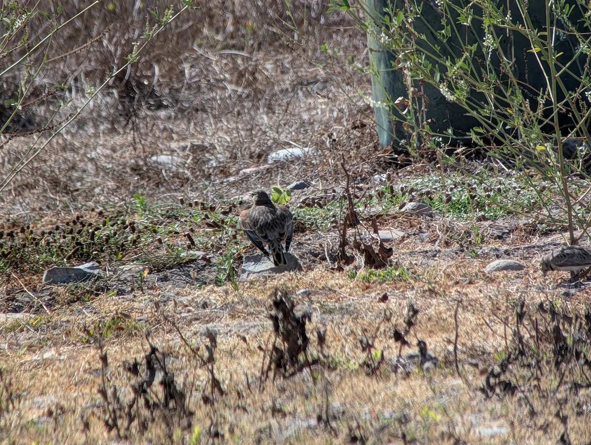 Horned Lark - ML641825461