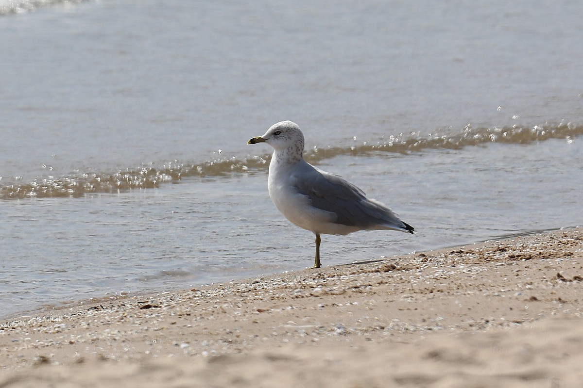 racek kroužkozobý - ML641825474