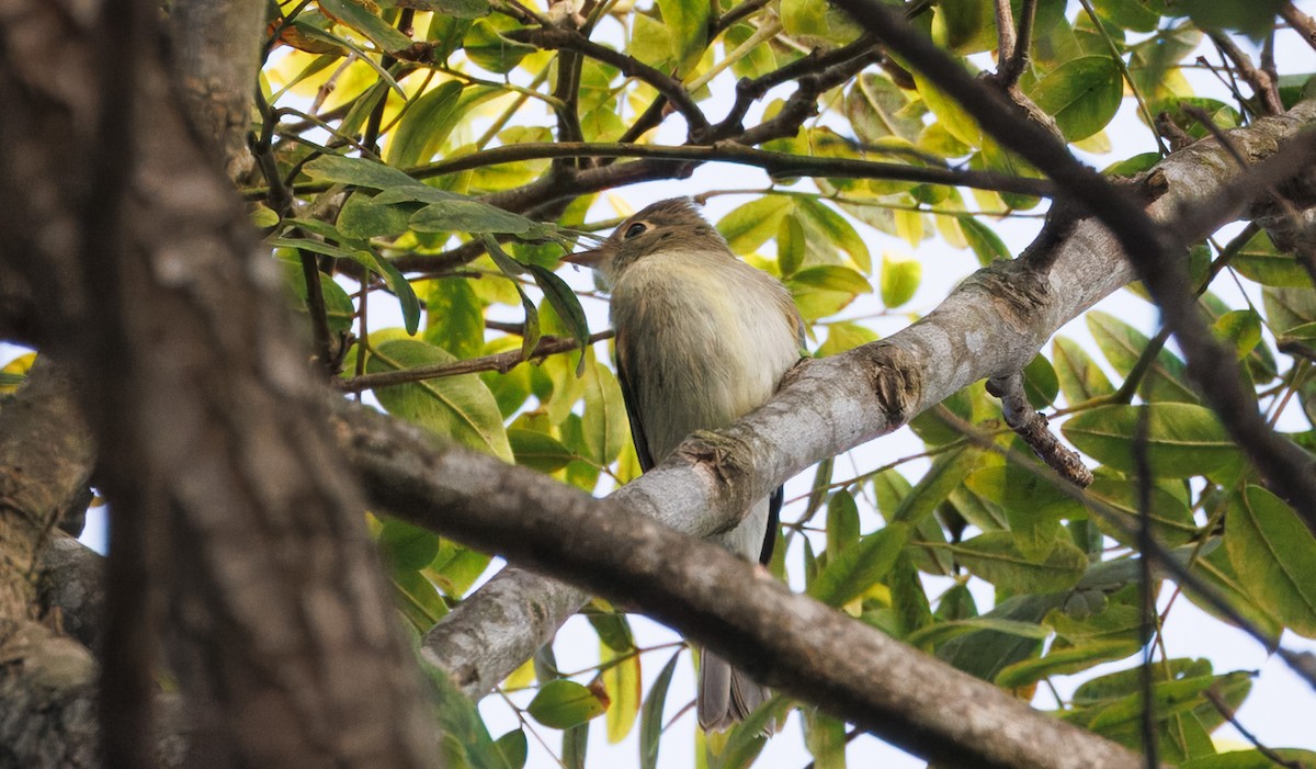 Western Flycatcher - ML641825483