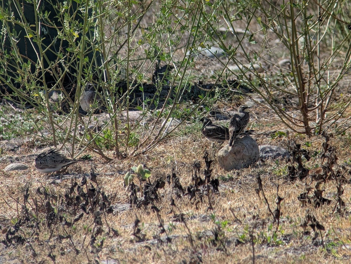 Horned Lark - ML641825484