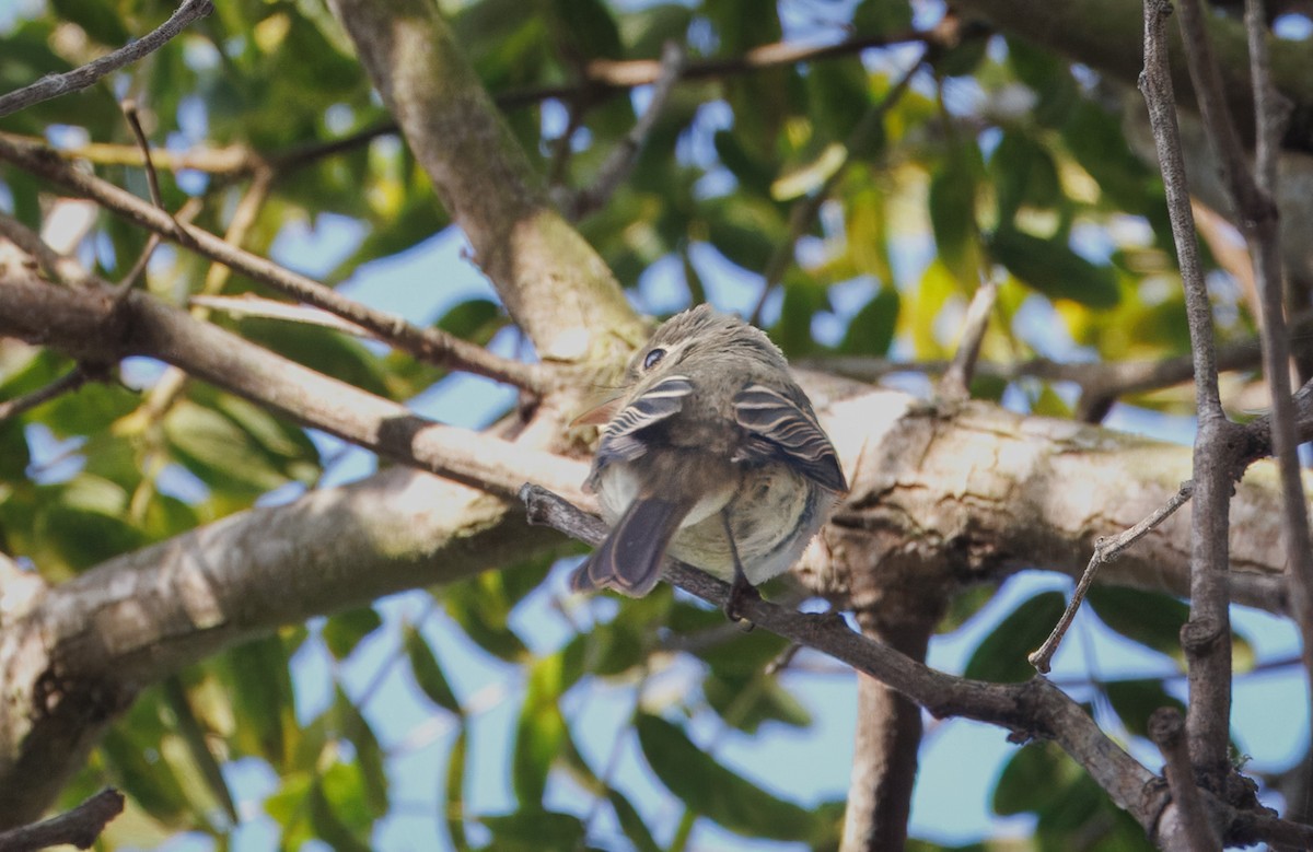 Western Flycatcher - ML641825492