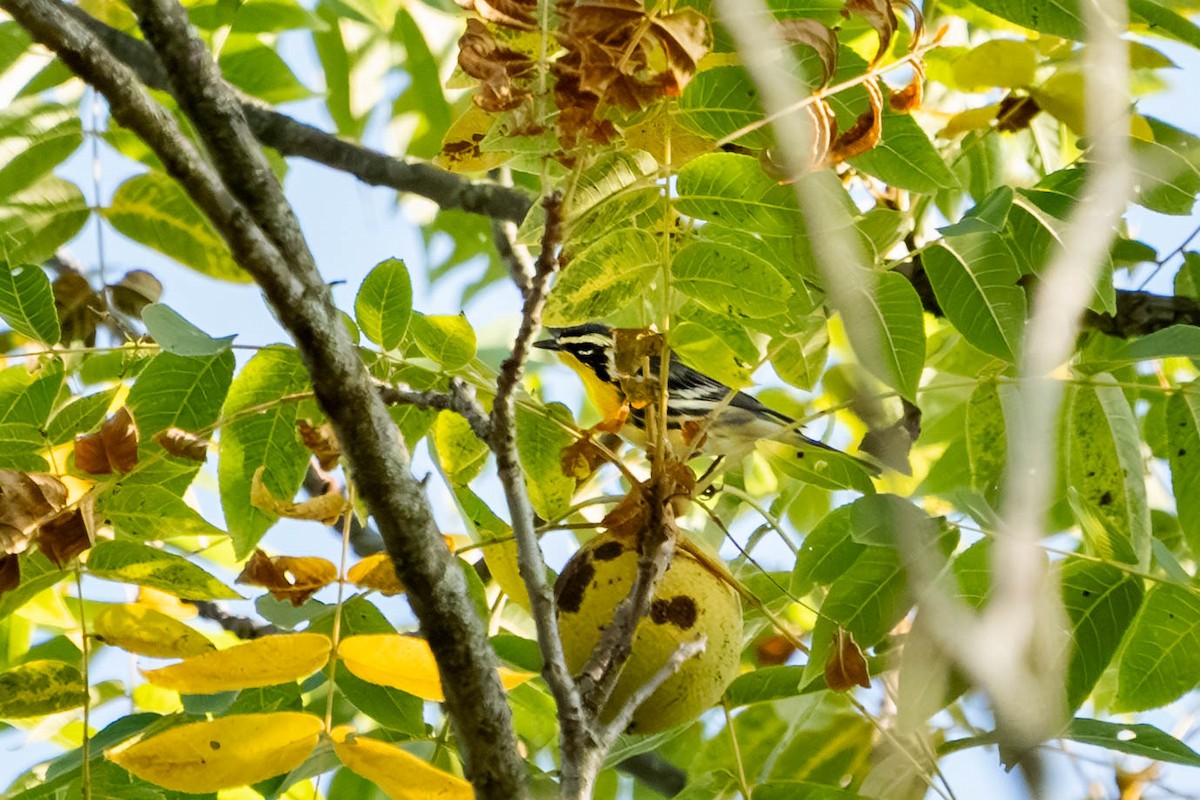 Goldkehl-Waldsänger - ML641825494