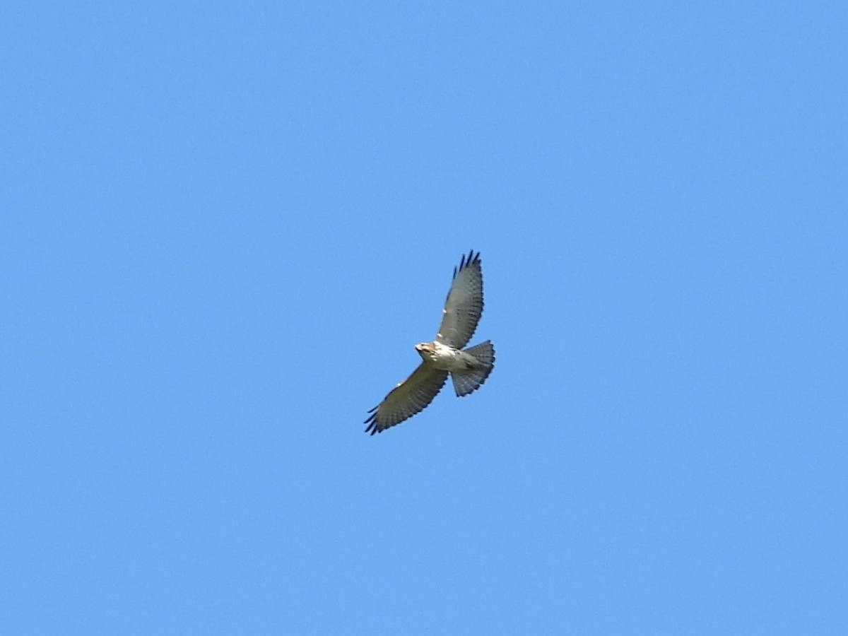 Broad-winged Hawk - ML641825528