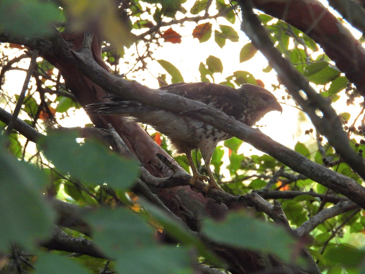 Broad-winged Hawk - ML641825529