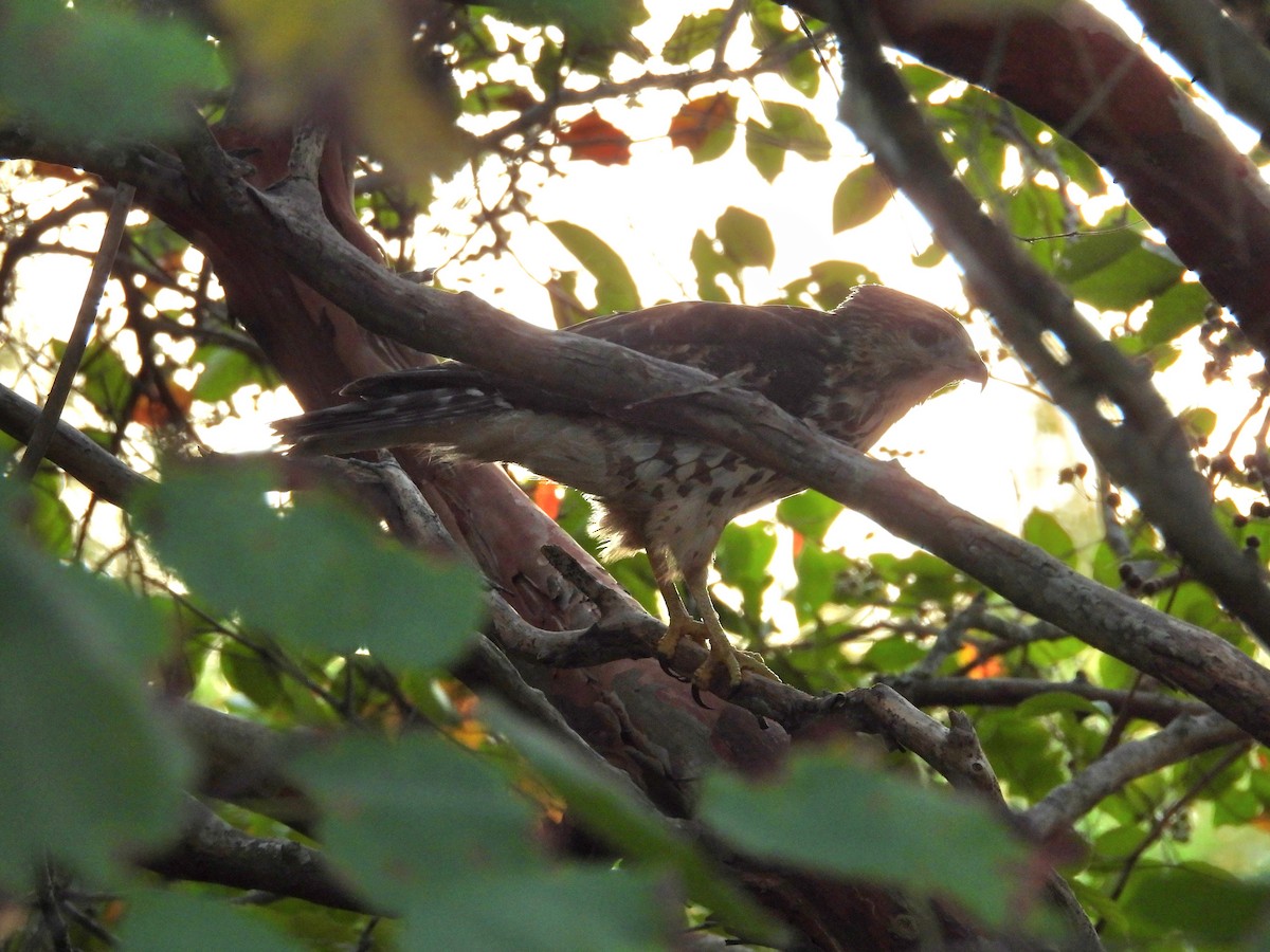 Broad-winged Hawk - ML641825530