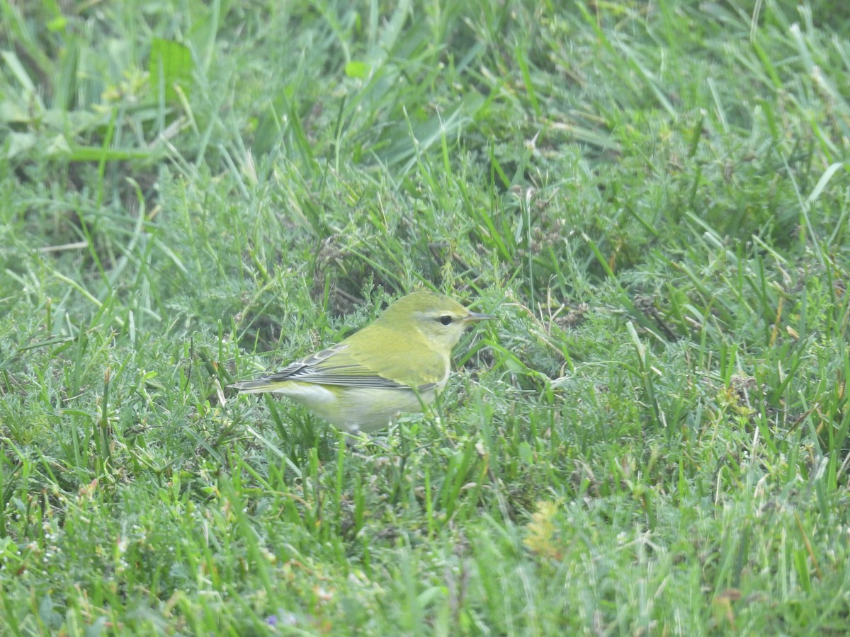 Tennessee Warbler - ML641825534