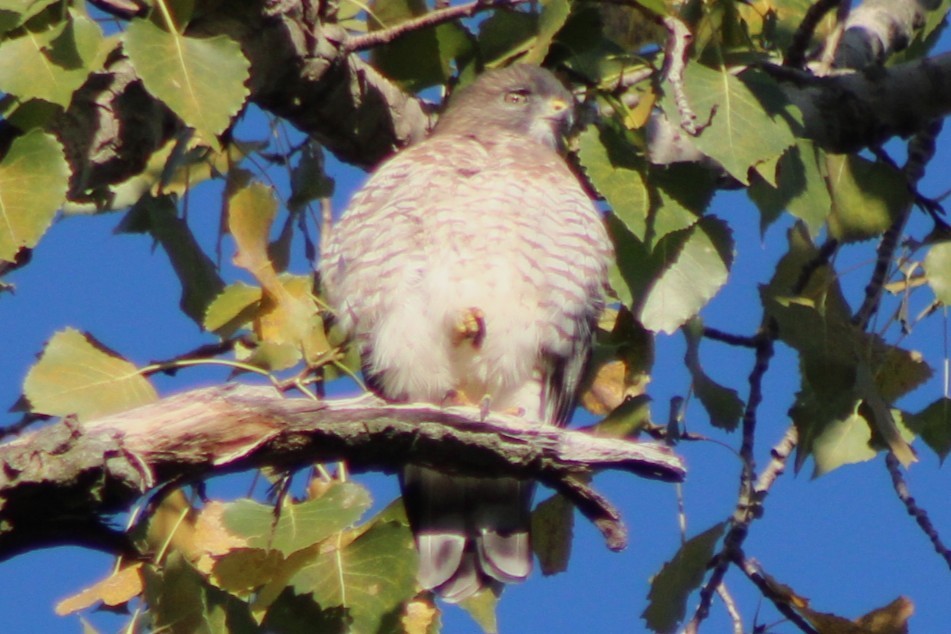 Broad-winged Hawk - ML641825580