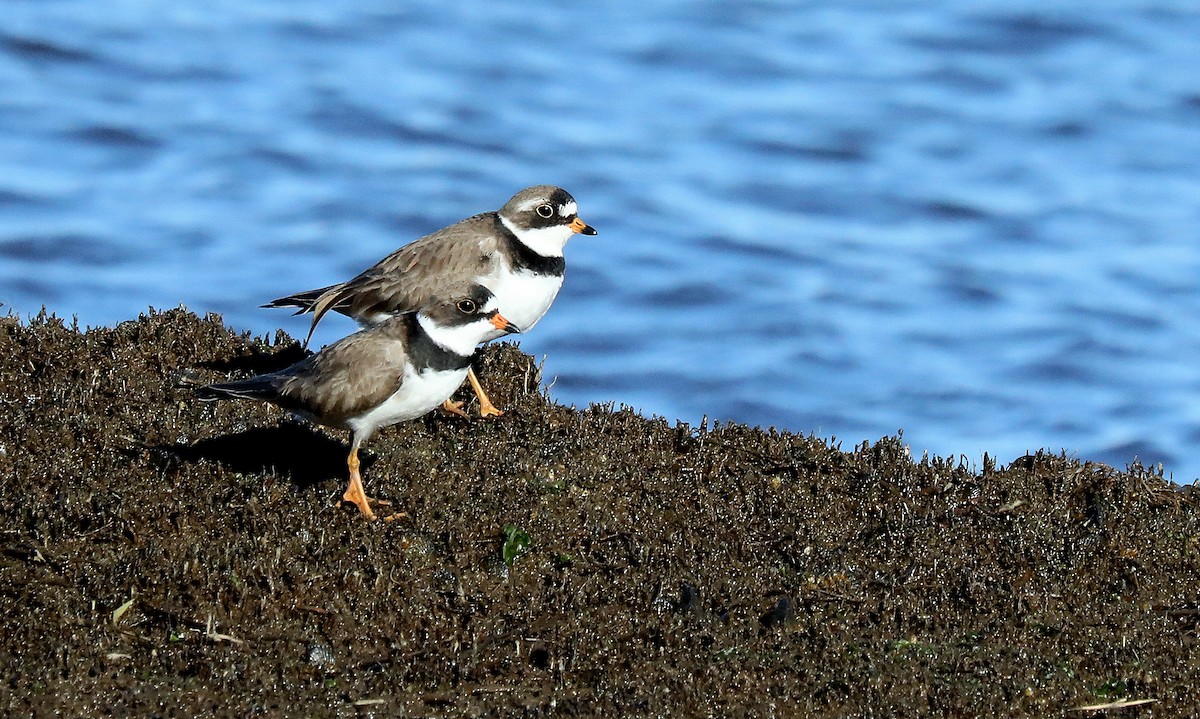 Semipalmated Plover - ML641825583