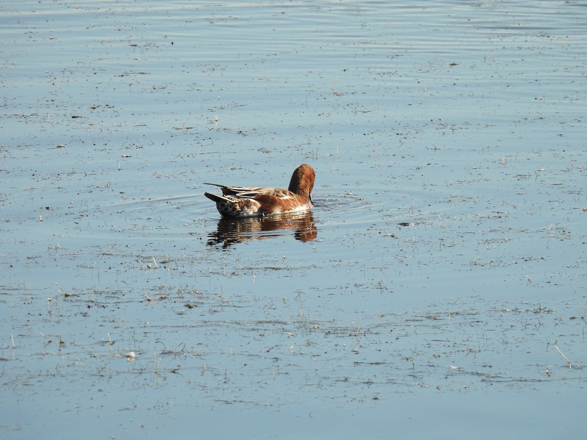 Eurasian Wigeon - ML641825626