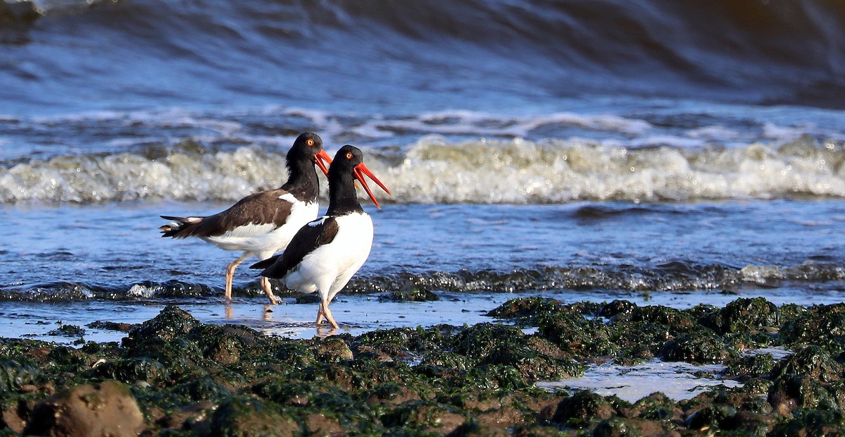 American Oystercatcher - ML641825628