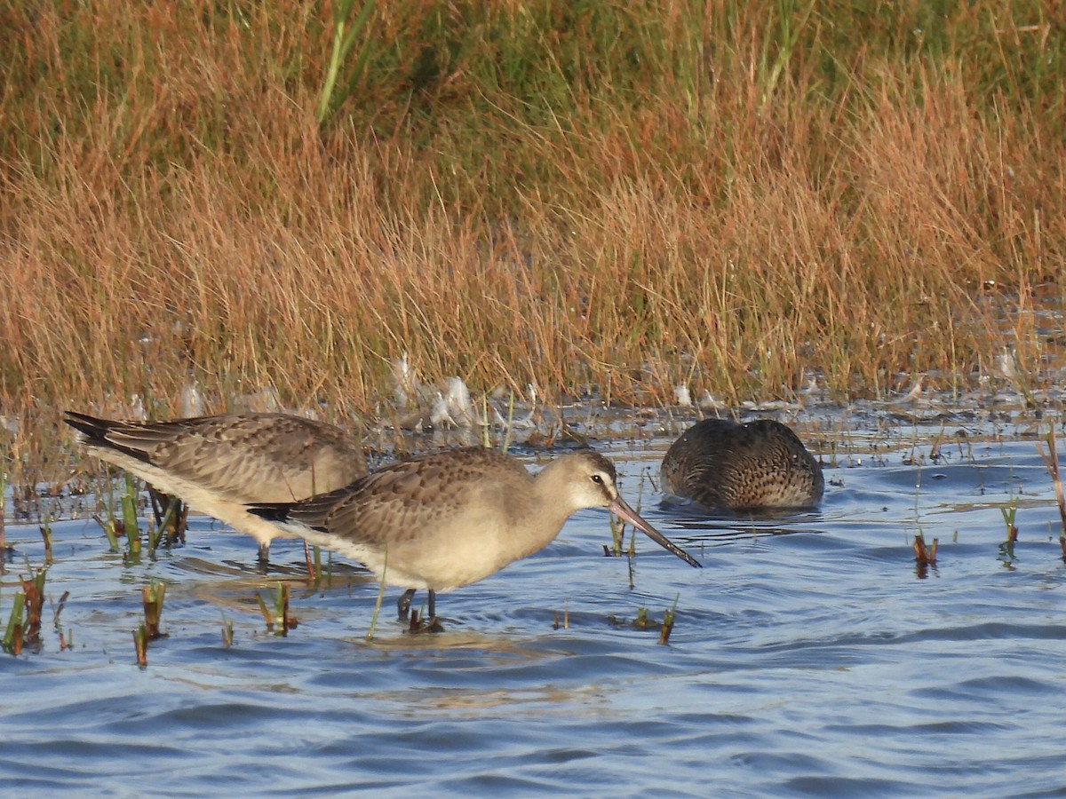 Hudsonian Godwit - ML641825642
