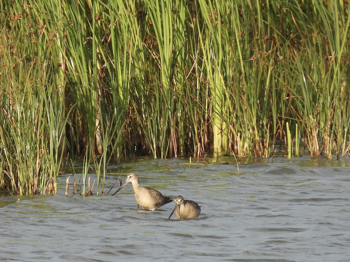 Hudsonian Godwit - ML641825643