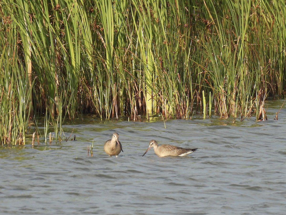 Hudsonian Godwit - ML641825644