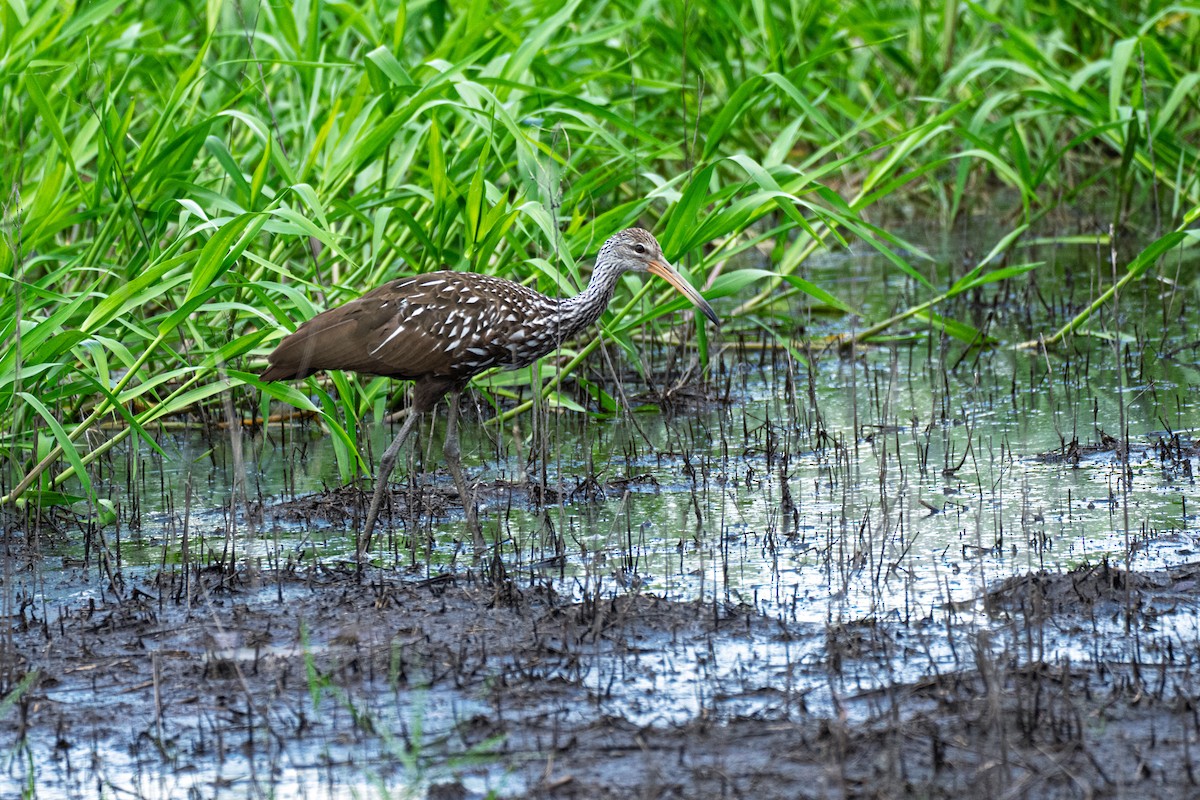 Limpkin - ML641825646