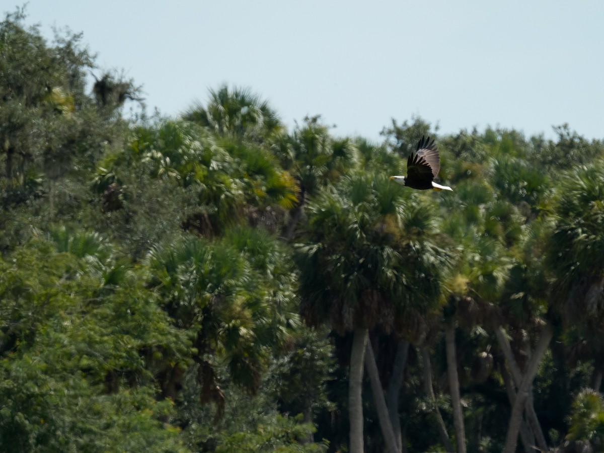 Bald Eagle - ML641825660
