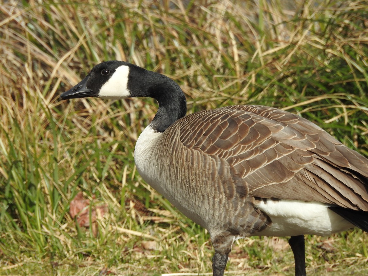 Canada Goose - ML641825666