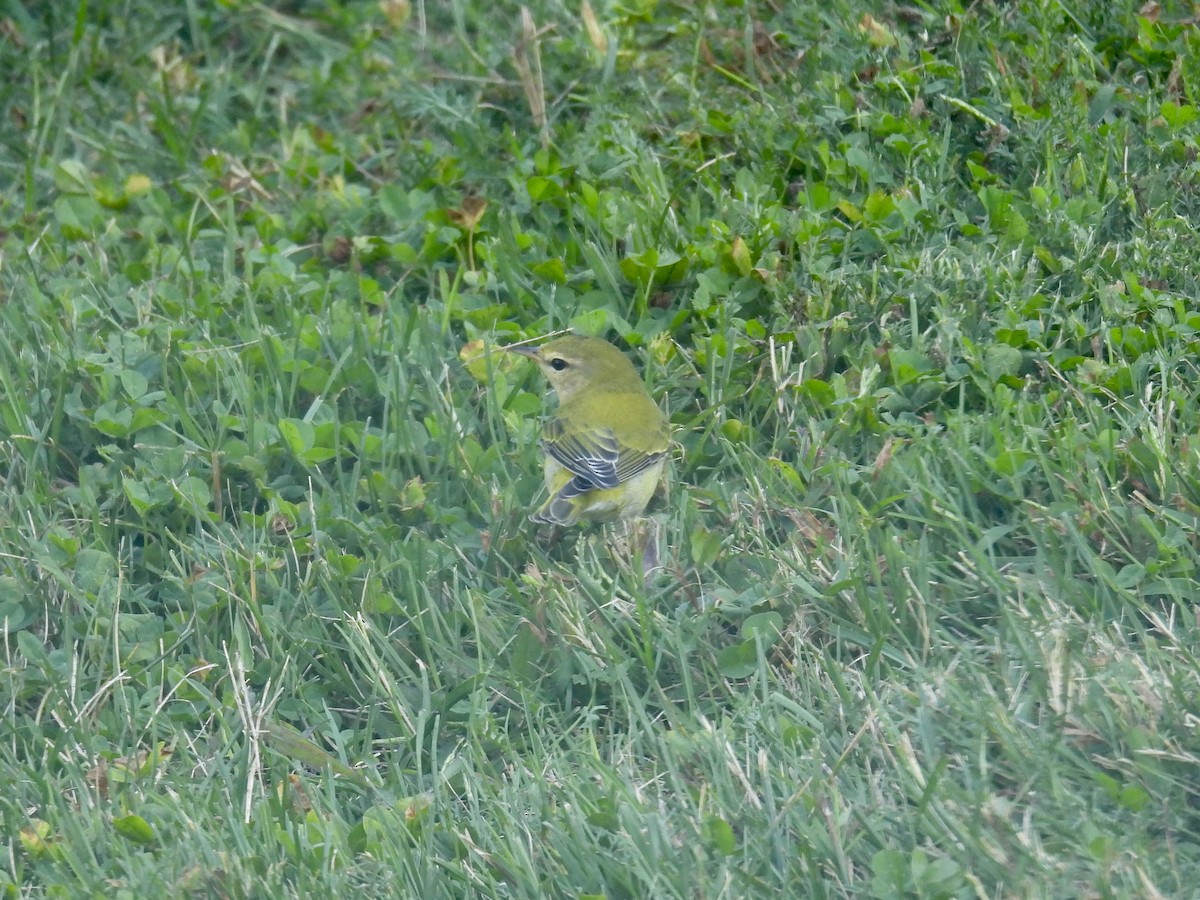 Tennessee Warbler - ML641825669