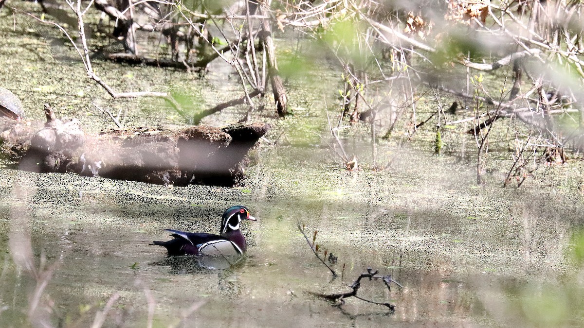 Wood Duck - ML641825670