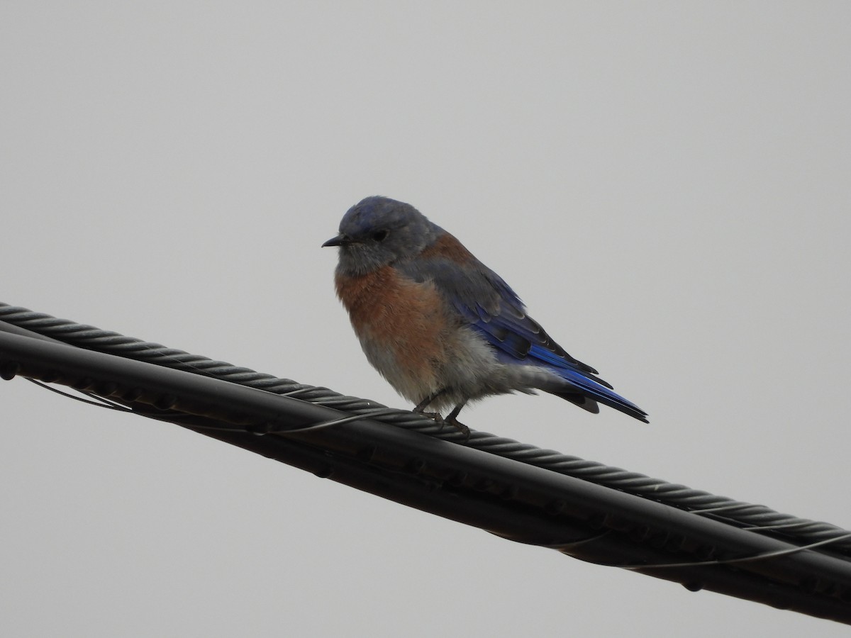 Western Bluebird - ML641825674