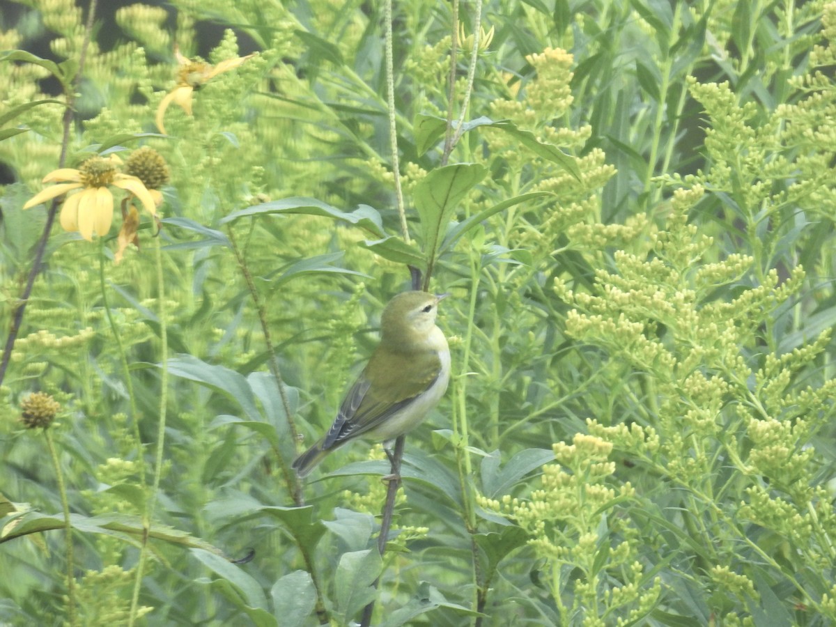 Tennessee Warbler - ML641825678