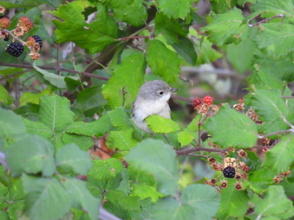 Eastern Subalpine Warbler - ML641825703