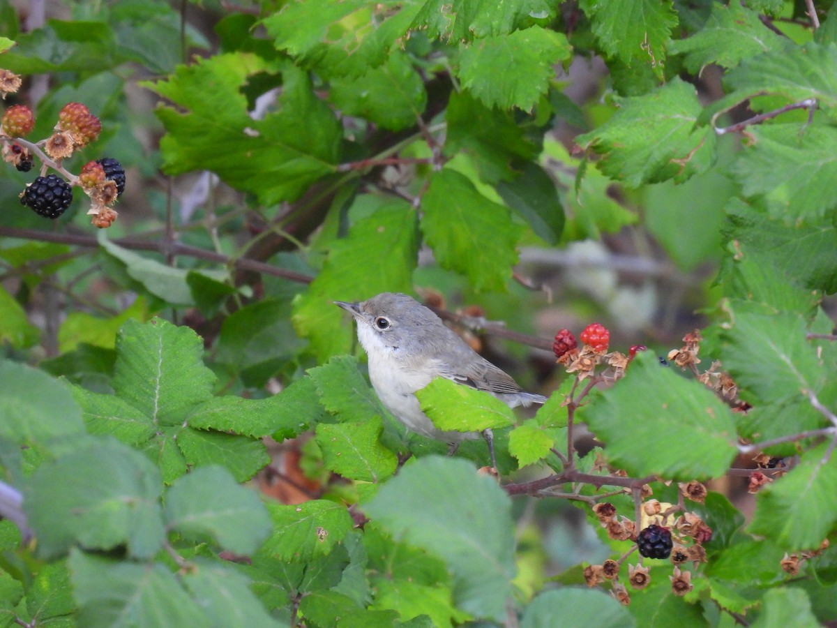 Eastern Subalpine Warbler - ML641825704