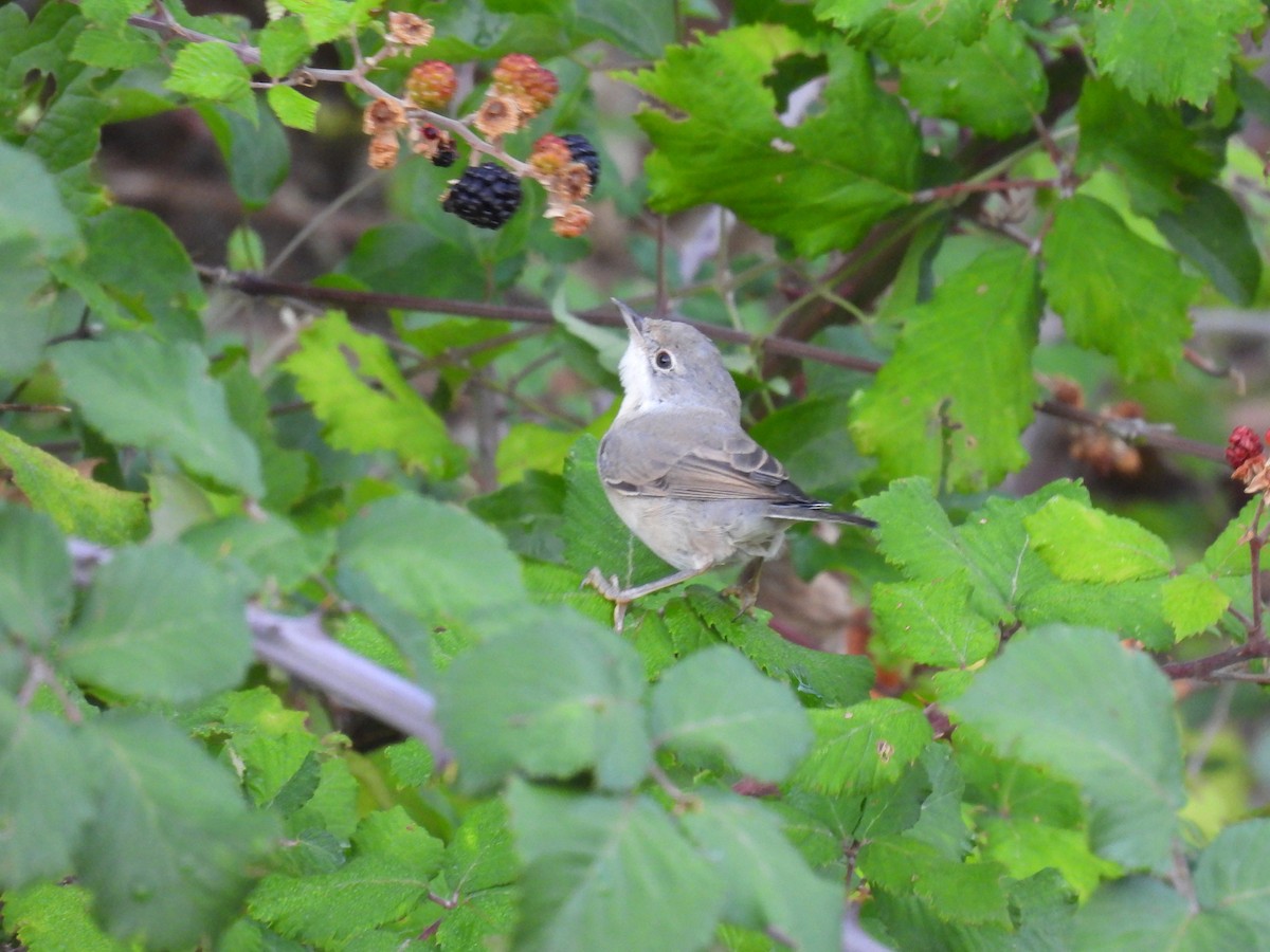 Eastern Subalpine Warbler - ML641825705