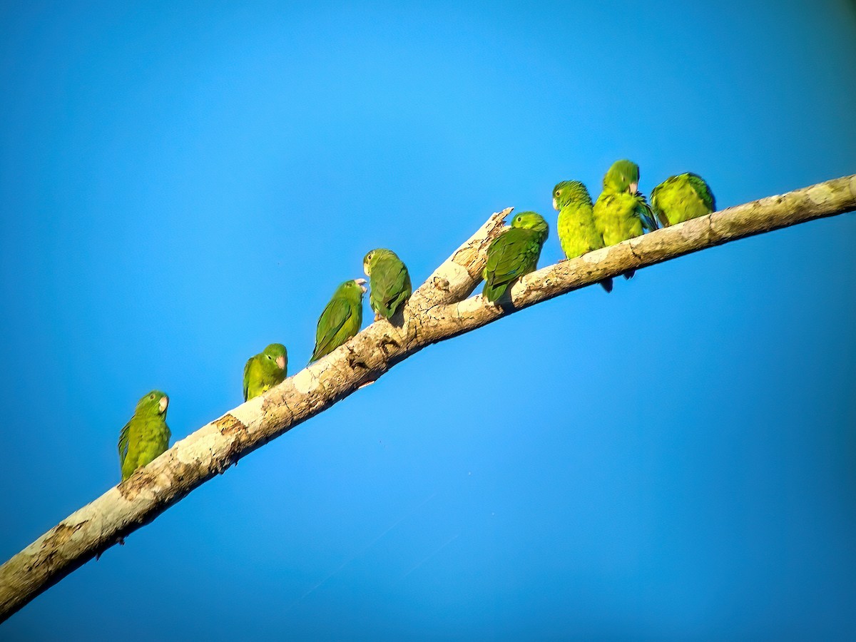 Riparian Parrotlet - ML641825708