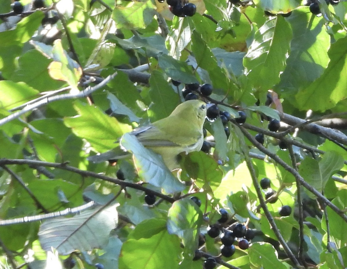 Tennessee Warbler - ML641825723