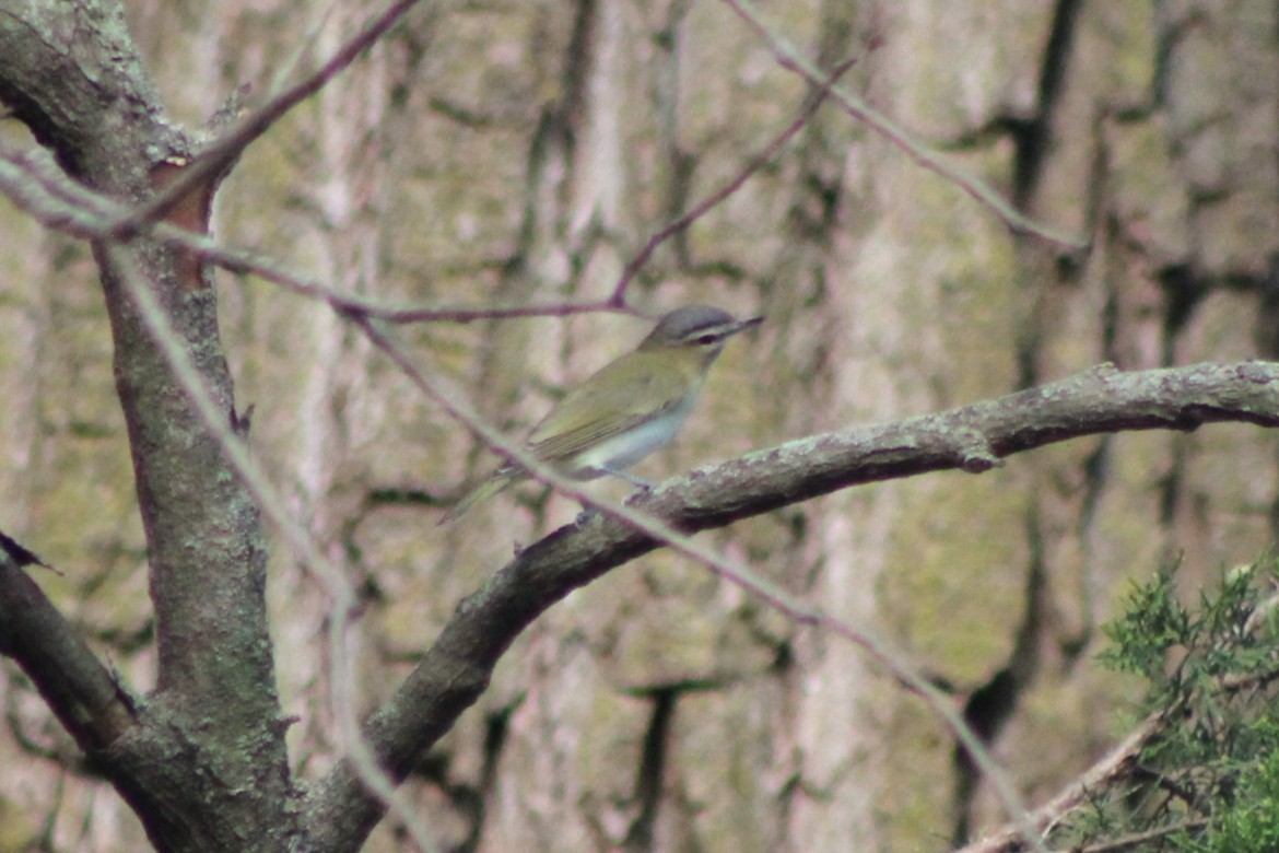 Red-eyed Vireo - ML641825780