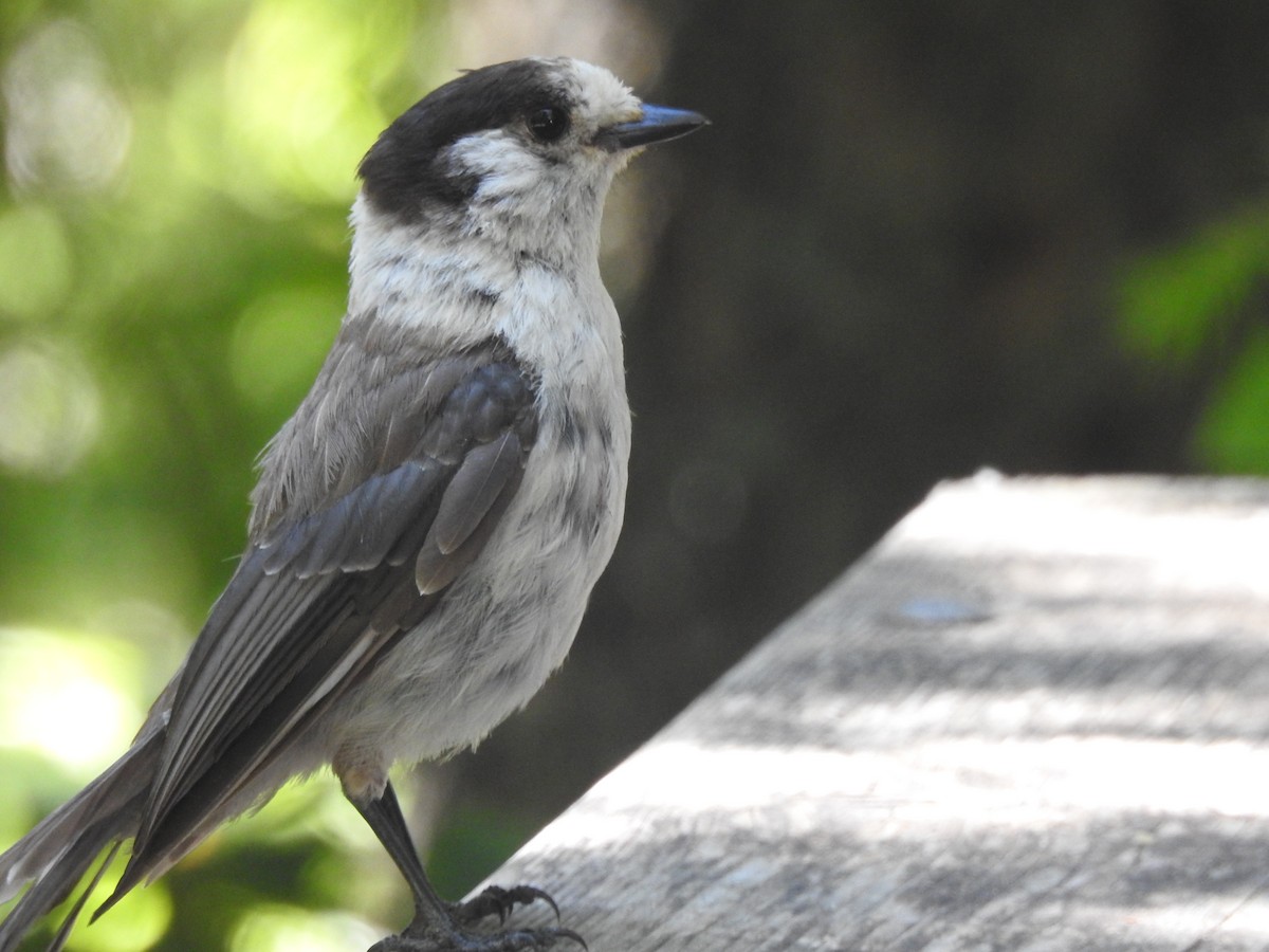 Canada Jay - ML641825782