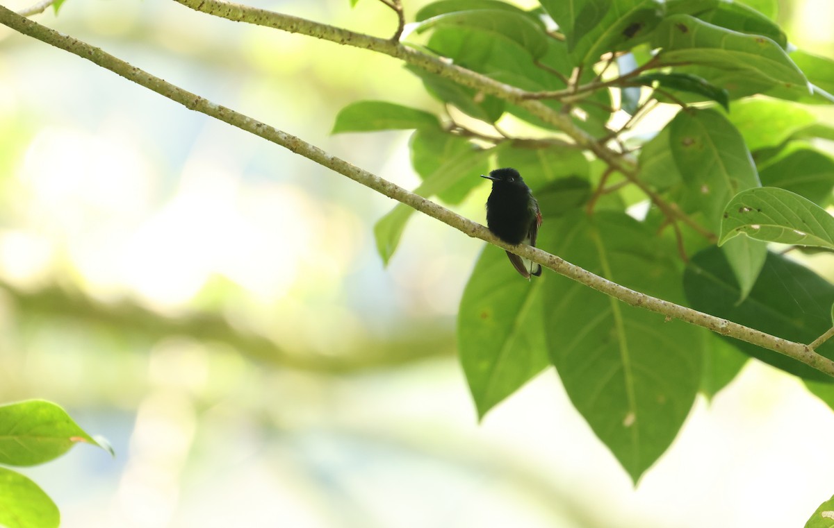 Black-bellied Hummingbird - ML641825791