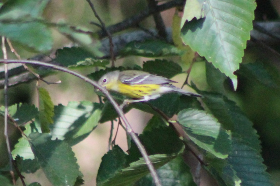 Magnolia Warbler - ML641825796
