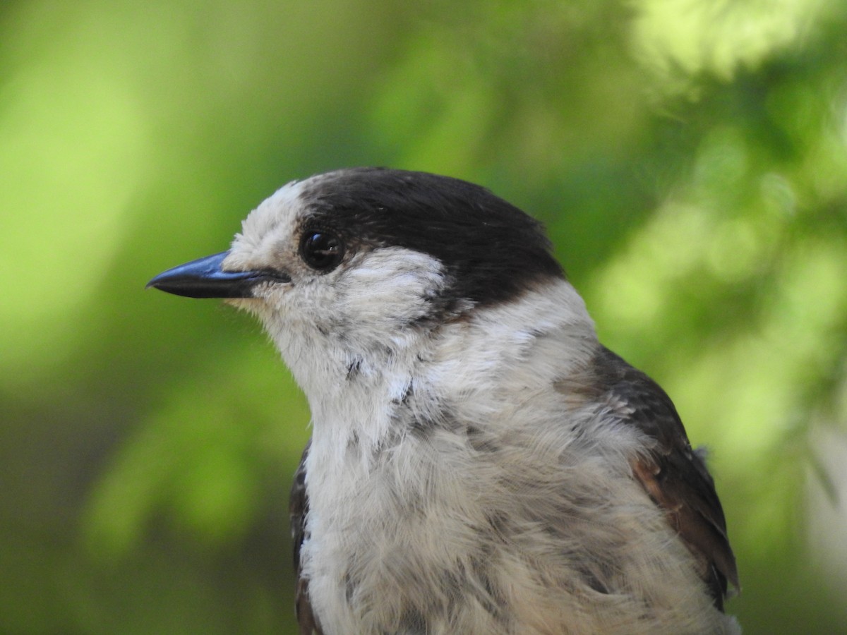 Canada Jay - ML641825797